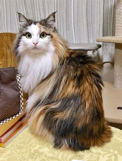 calico cat photos|calico cat with long hair.